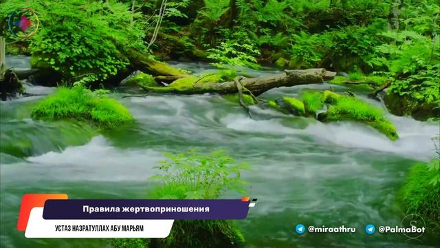 Какие есть правила жертвоприношения?