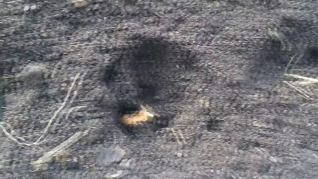 Посадка лука в феврале