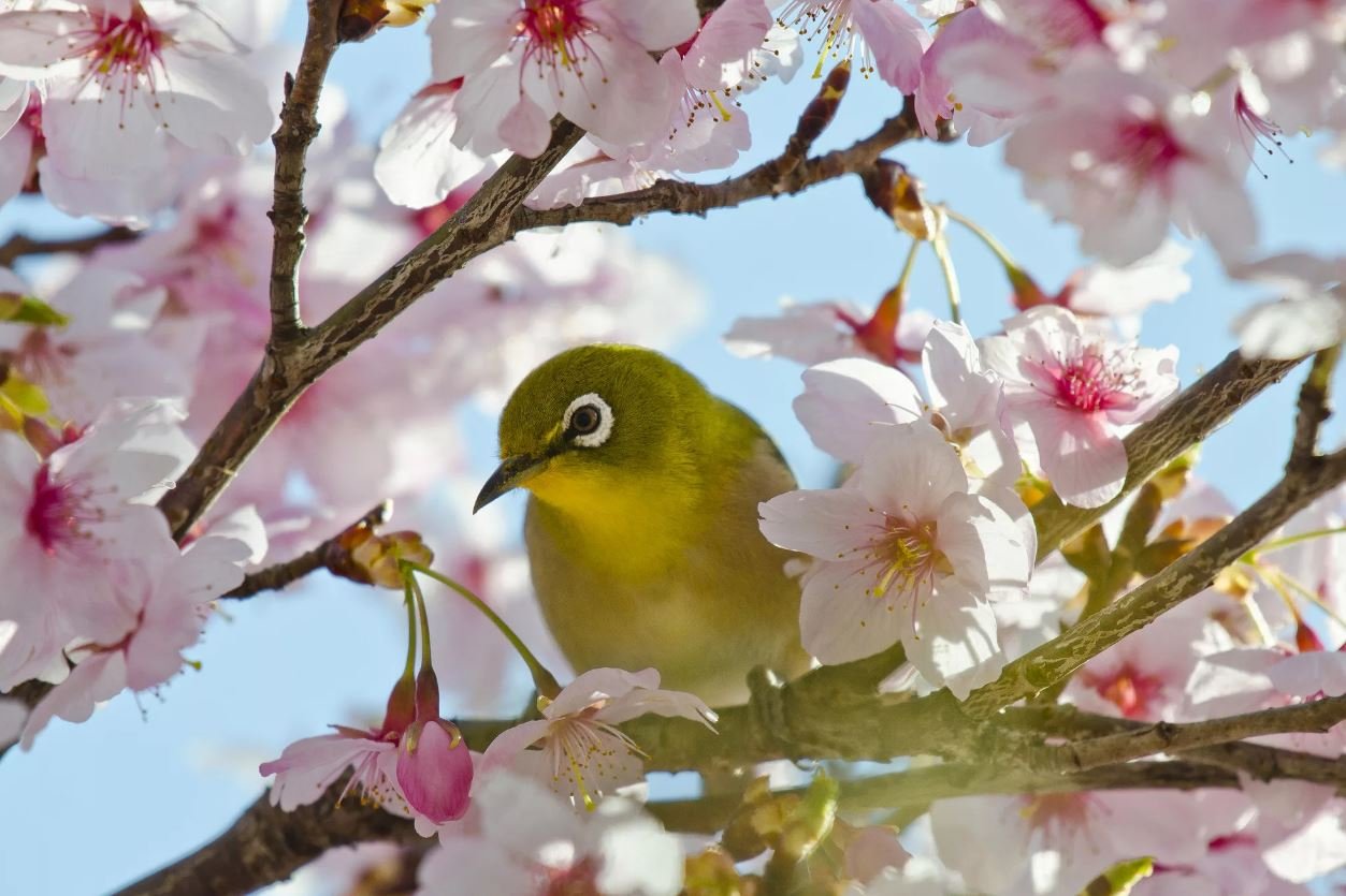 Волшебная Мелодия, Наполняющая Душу Нежным Трепетом и легкой грустью!