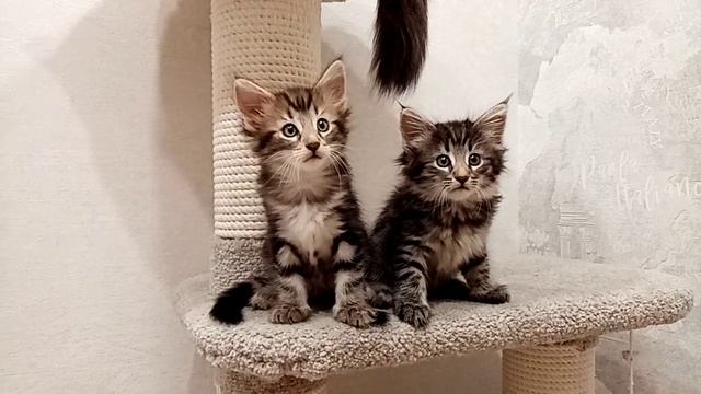 Норвежские лесные котята Брабус и Бастет, 1 месяц и 3 недели, Fashionpeak.ru