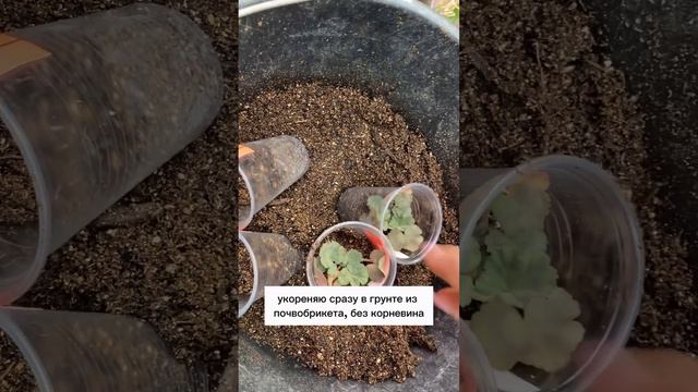 26984d8dbd00c226c584f20e10638ff4