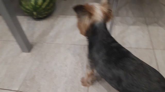 Ричард и арбуз