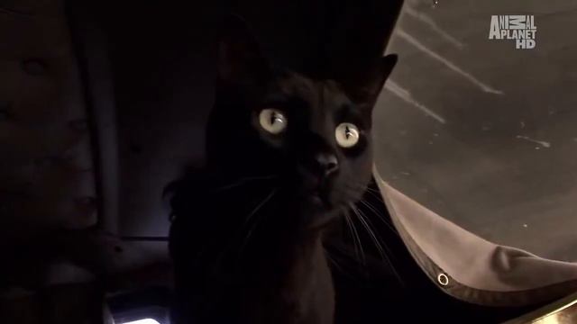 Бомбейская кошка