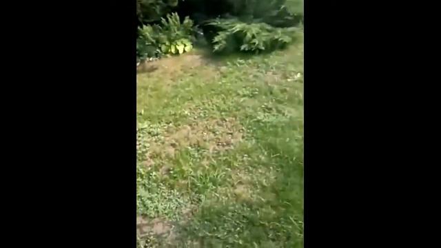 Отправили Лене и Злате арбуз