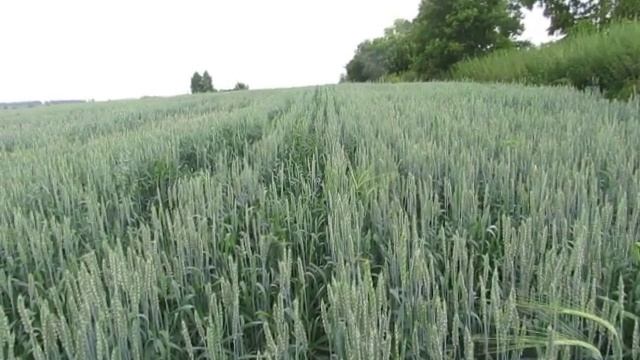 Строительные Приключения