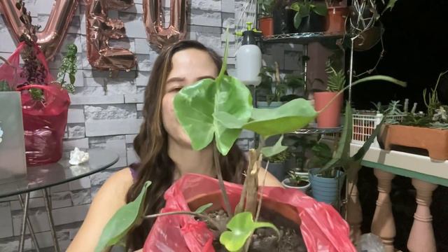WISHLIST PLANT HAUL + My Top 10 Dream Plant + Alocasia Stingray, Zebrina, Tigrena & Syngonium #rare