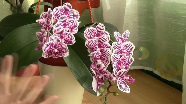Phalaenopsis Taida Kings Caroline Little Zebra