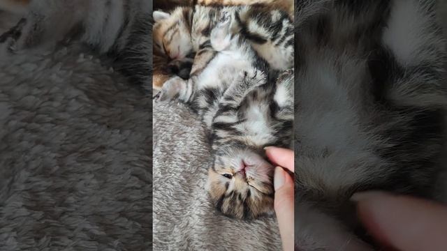 Пухляши - малыши требуют внимания.