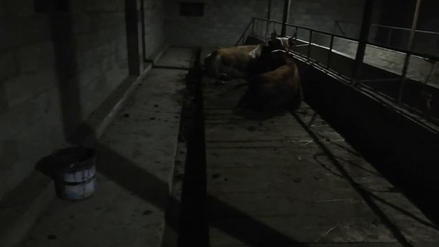 Сарай для откорм.