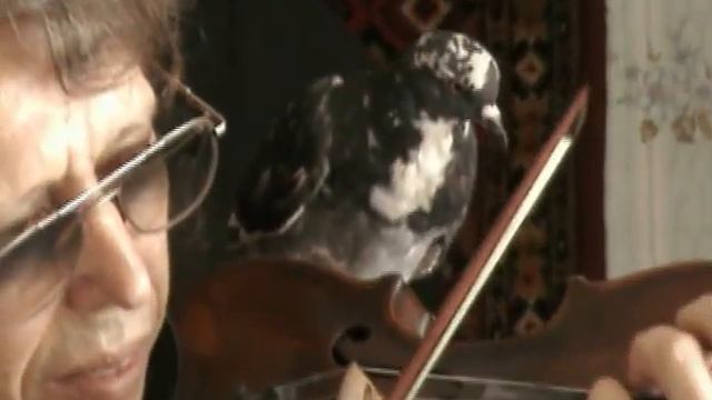 Голубь и скрипка.  Colomba E Violino. Dove And The Violin Original