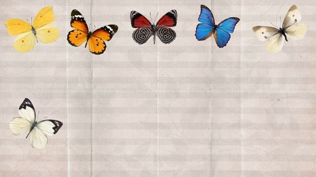 Butterflies.mp4