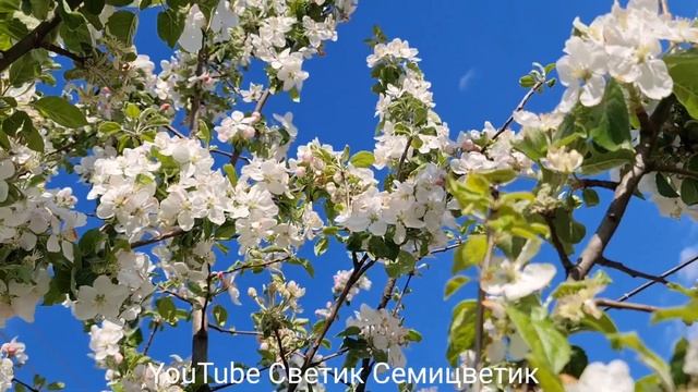 Яблоня цветёт! Цветут сады!