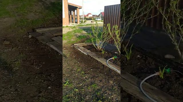 Черная смородина До... и После...