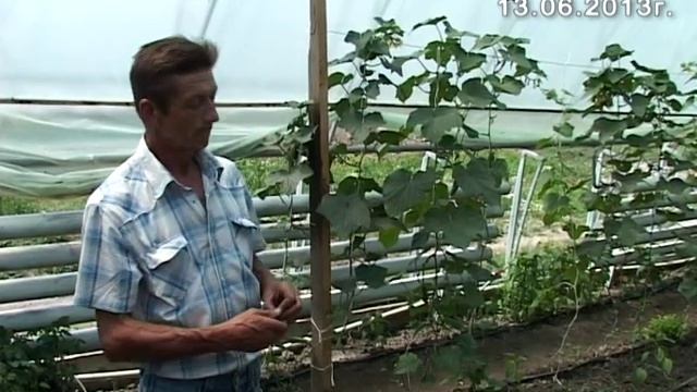 Огурцы, сладкий перец, применение регуляторов роста в теплице 