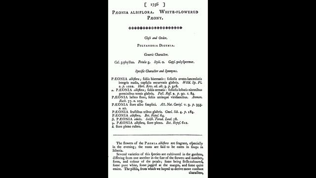 Пионы год 18й Lactiflora Pallas, Альбифлора - беленький цветочек