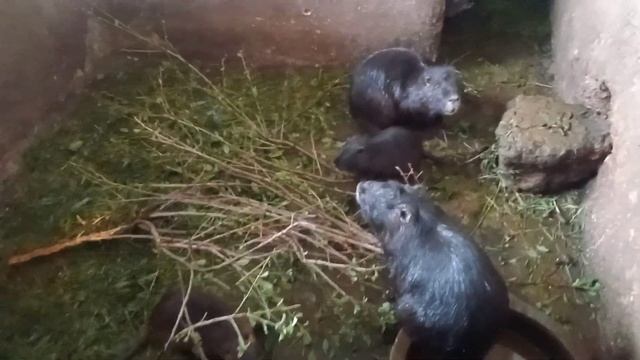 Нутрии .Чем обизательно нужно  кормить зверьков круглый год )