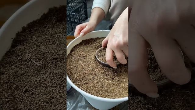 Первая петунька пошла 🔥😍