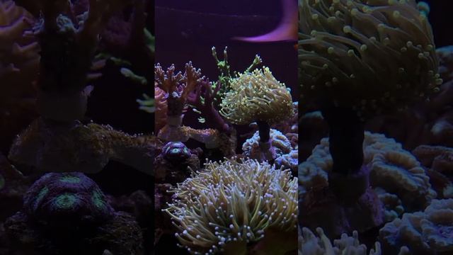 Морской аквариум под Сектор Газа ??? #акванутый #кораллы #морскойаквариум #coralreef #секторгаза