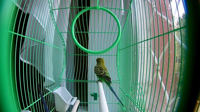 Пение волнистых попугаев.