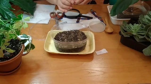 ПОСЕВ СЕМЯН ГОЛУБОГО МАКА И ГОРЕЧАВКИ ПОД ЗИМУ.