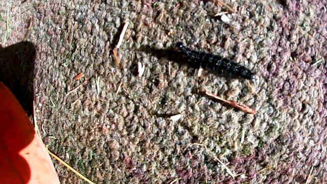 ЧЕРНАЯ МОХНАТАЯ ГУСЕНИЦА СПЕШИТ. BLACK HAIRY CATERPILLAR On CARPET. #8