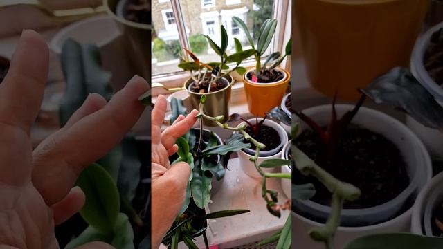 🤨Almost Forever Blooming? Sequential Bloomers Orchids/ Paphiopedilum Pinocchio