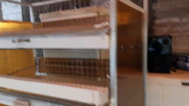 Пятиярусная самодельная клеточная батарея для перепелов, спустя 5 лет эксплуатации.