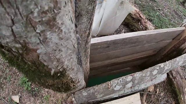 Заезд на угодья , кукуруза для кабанов