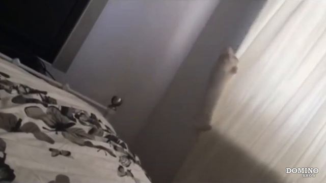 15 УПОРОТЫХ И ЗАХЕРНЫХ КОТОВ, ПОРВАВШИХ ИНТЕРНЕТ