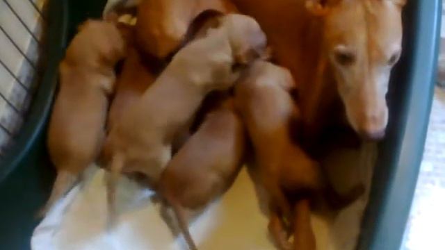 Cirneco Puppies Iside And Pablo Del Gelso Bianco