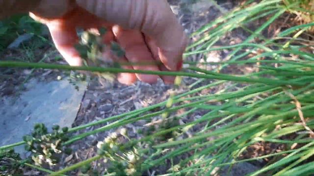 How To Avoid Allium From Self Seeding EVERYWHERE: Remove Seed Heads ASAP! 🧄🌸 Growing Home Gardening