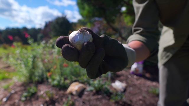 Planting ORNAMENTAL ALLIUM BULBS In Memorial Garden — Ep. 058