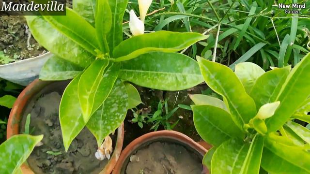 Best Summer Flowering Plants | Plants To Grow In Summer