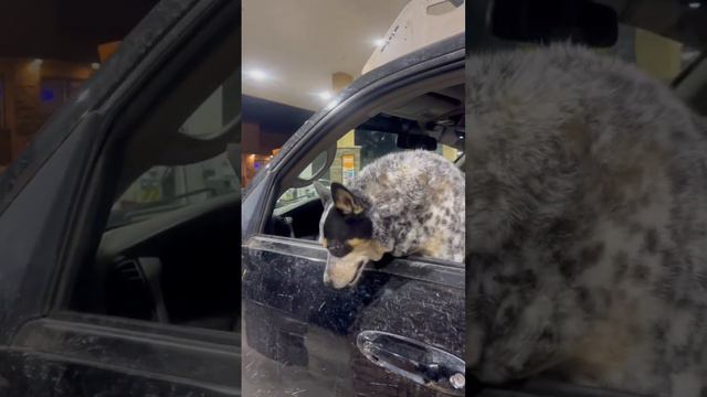 Gas Prices Got Her Happy