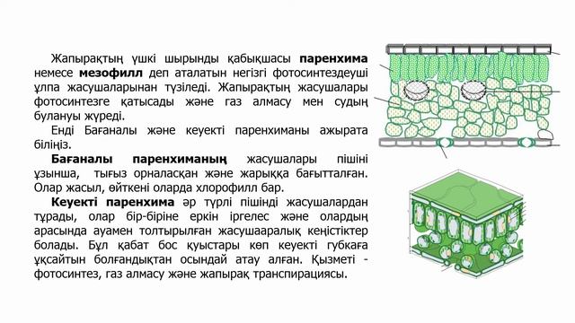 ІІ - тоқсан, Биология, 7 класс, Жапырақтың құрылысы мен қызметі. Жапырақтың ішкі құрылысы. Судың б