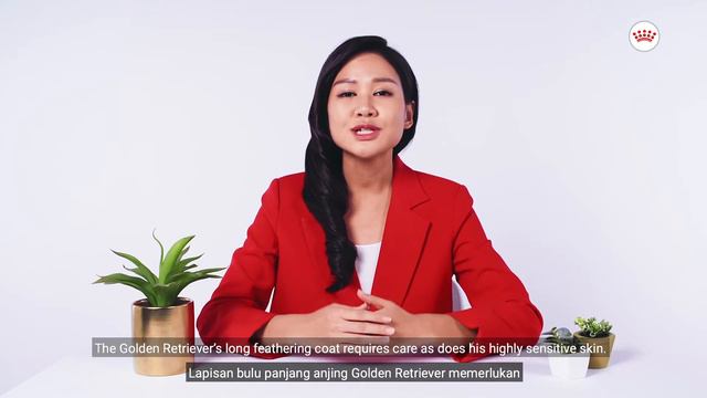 Golden Retriever Adult