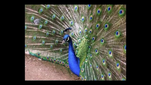 Волшебная скрипка