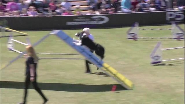 Large Dog Agility Winner - 2014 Purina® Pro Plan® Incredible Dog Challenge Eastern Regionals