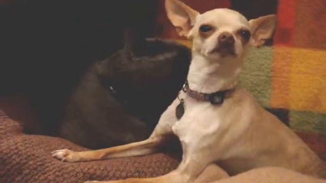 Sandpaper Tongue Is Good!