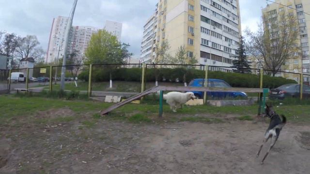 Волк и овца))
