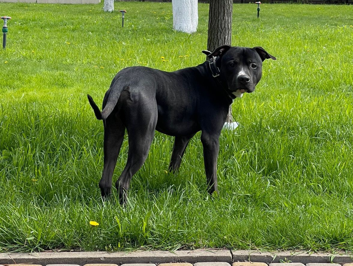 Питбуль Март как ненужное имущество