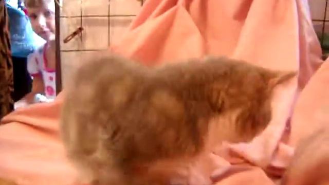 Британцы ,шотландцы Продам котят недорого 0662718218 Светлана