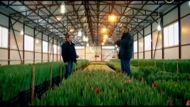 Тюльпаны выращивание  заказ луковиц www.beltulpan.ru