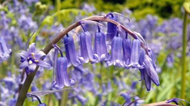 ツリガネソウ