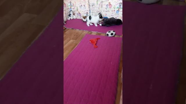 ДЕВОЧКА БИВЕР ПЕТРА  ДЕ БАЧЕЛЕ КАТАЛИНА.  Д.Р. 05/03/2023.Продается.  WhatsApp: +7 913 415 55 53