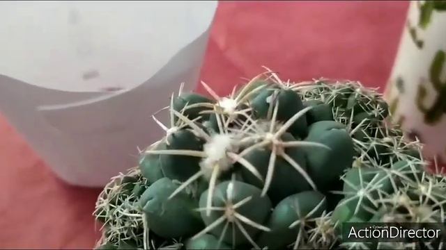 Пасылка с Франции 😻Что там??