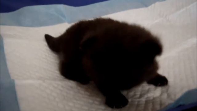 09 09 2016  Британский котёнок свободен