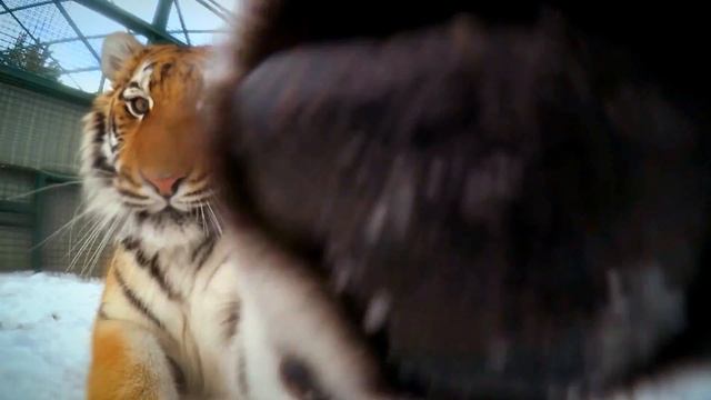 Большие кошки Фельдман Экопарк/Feldman Ecopark’s Big Cats