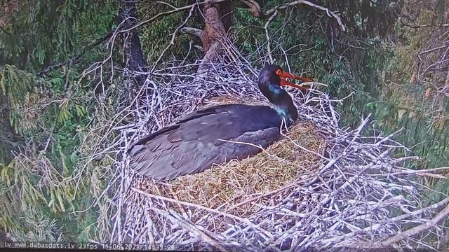 11 июня 2021г.14:33 час. Самка чёрного аиста высиживает 3 яйца в гнезде. Сигулдская волость, Латвия