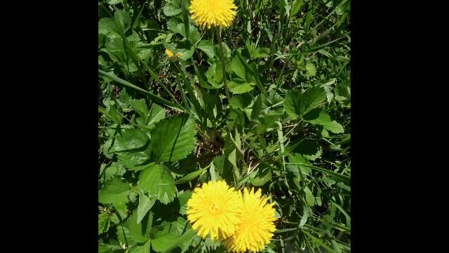 54b8ff115d4046324753b249131cd725